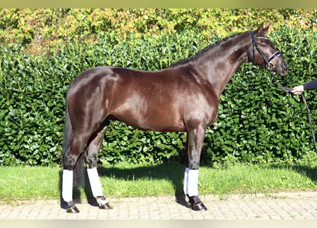 Hannoveraner, Wallach, 4 Jahre, 168 cm, Rappe