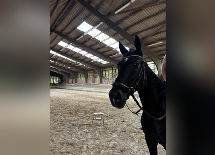 Hannoveraner, Wallach, 4 Jahre, 168 cm, Rappe