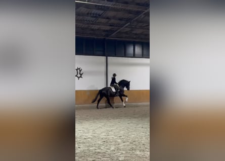 Hannoveraner, Wallach, 4 Jahre, 168 cm, Rappe