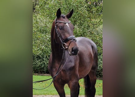 Hannoveraner, Wallach, 4 Jahre, 169 cm, Brauner