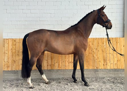 Hannoveraner, Wallach, 4 Jahre, 169 cm, Brauner