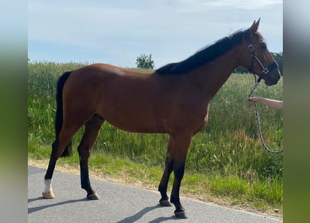 Hannoveraner, Wallach, 4 Jahre, 169 cm, Brauner