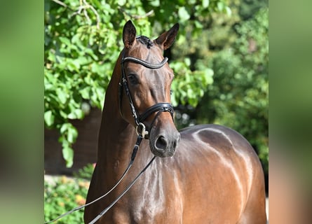 Hannoveraner, Wallach, 4 Jahre, 169 cm, Dunkelbrauner
