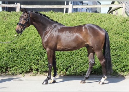 Hannoveraner, Wallach, 4 Jahre, 169 cm, Dunkelbrauner