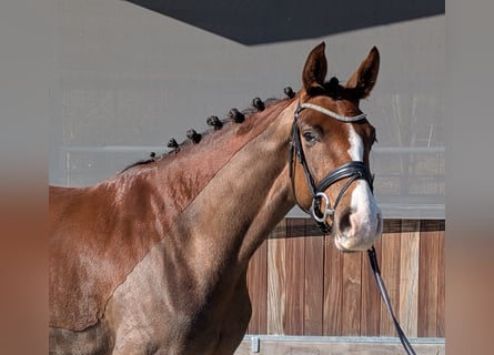 Hannoveraner, Wallach, 4 Jahre, 169 cm, Dunkelfuchs