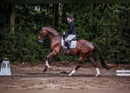 Hannoveraner, Wallach, 4 Jahre, 169 cm, Dunkelfuchs