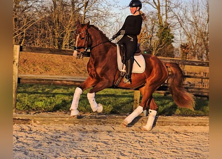 Hannoveraner, Wallach, 4 Jahre, 169 cm, Fuchs