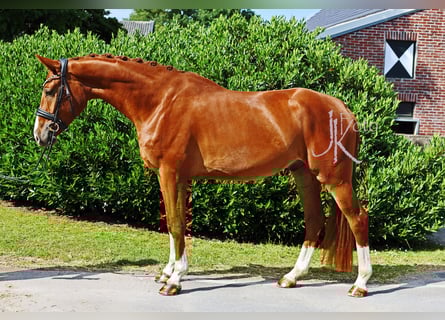 Hannoveraner, Wallach, 4 Jahre, 169 cm, Fuchs