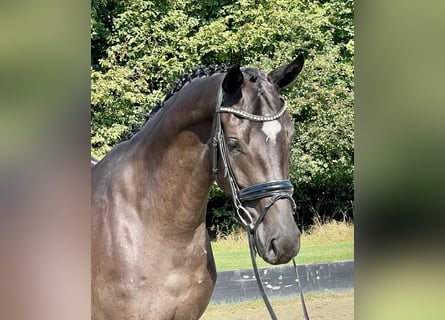 Hannoveraner, Wallach, 4 Jahre, 169 cm, Rappe