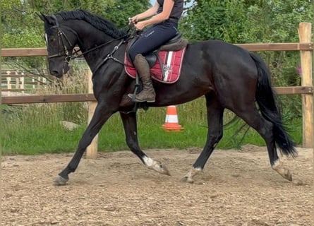Hannoveraner, Wallach, 4 Jahre, 169 cm, Rappe