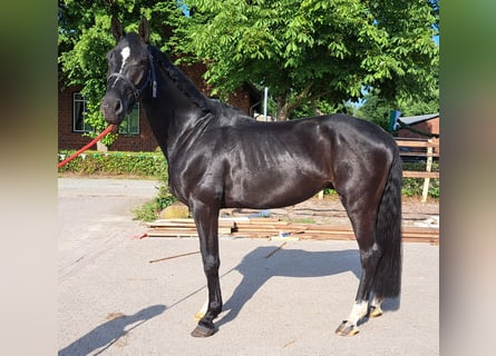 Hannoveraner, Wallach, 4 Jahre, 169 cm, Rappe
