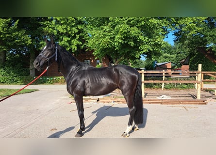 Hannoveraner, Wallach, 4 Jahre, 169 cm, Rappe