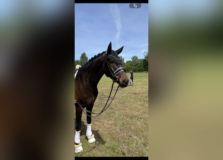 Hannoveraner, Wallach, 4 Jahre, 170 cm, Brauner