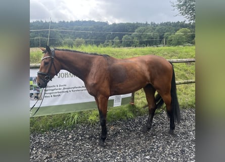 Hannoveraner, Wallach, 4 Jahre, 170 cm, Brauner