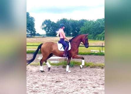 Hannoveraner, Wallach, 4 Jahre, 170 cm, Brauner