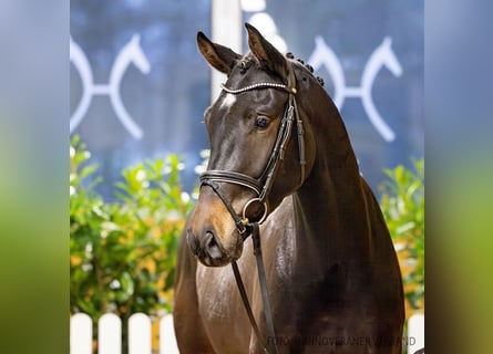 Hannoveraner, Wallach, 4 Jahre, 170 cm, Brauner