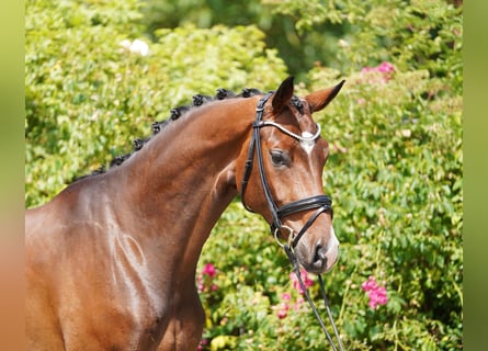 Hannoveraner, Wallach, 4 Jahre, 170 cm, Brauner