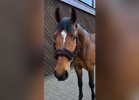 Hannoveraner, Wallach, 4 Jahre, 170 cm, Brauner