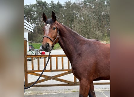 Hannoveraner, Wallach, 4 Jahre, 170 cm, Brauner