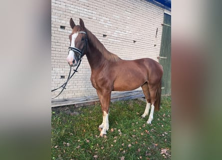 Hannoveraner, Wallach, 4 Jahre, 170 cm