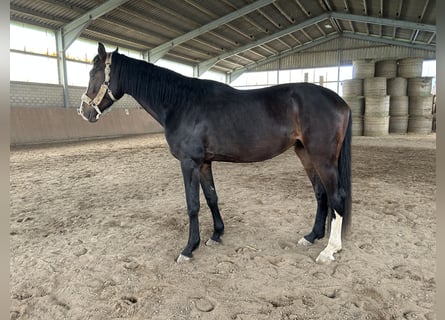 Hannoveraner, Wallach, 4 Jahre, 170 cm, Dunkelbrauner