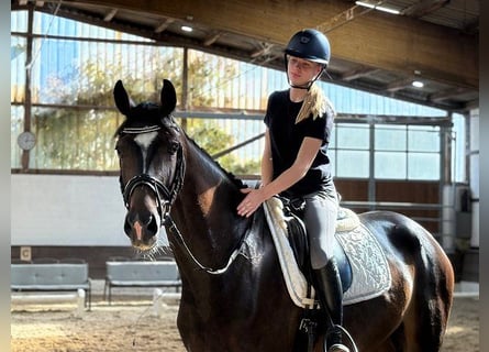 Hannoveraner, Wallach, 4 Jahre, 170 cm, Dunkelbrauner