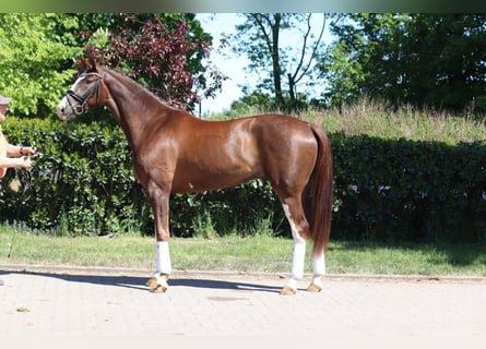 Hannoveraner, Wallach, 4 Jahre, 170 cm, Dunkelfuchs