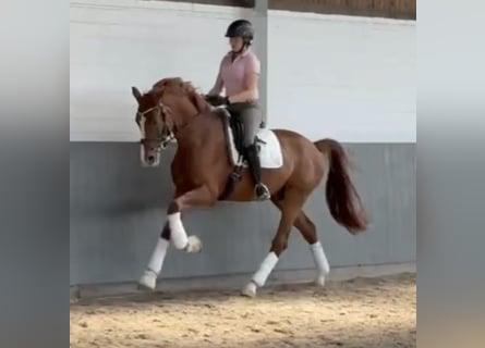 Hannoveraner, Wallach, 4 Jahre, 170 cm, Fuchs