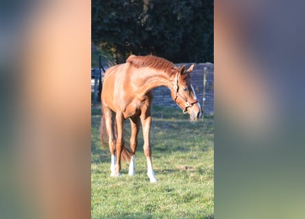 Hannoveraner, Wallach, 4 Jahre, 170 cm, Fuchs