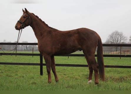 Hannoveraner, Wallach, 4 Jahre, 170 cm, Fuchs