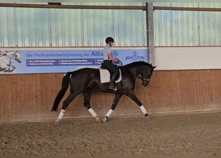 Hannoveraner, Wallach, 4 Jahre, 170 cm, Rappe