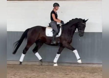 Hannoveraner, Wallach, 4 Jahre, 170 cm, Rappe