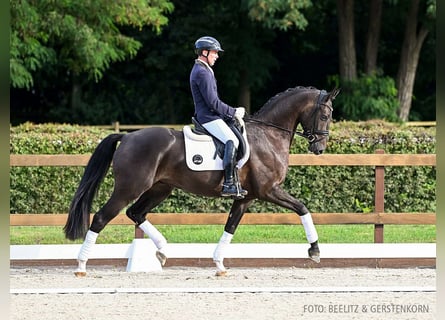 Hannoveraner, Wallach, 4 Jahre, 170 cm, Rappe