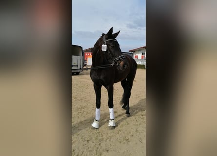 Hannoveraner, Wallach, 4 Jahre, 170 cm, Rappe