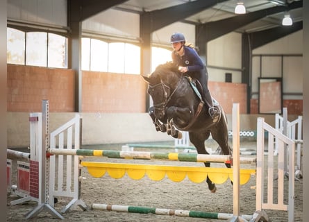 Hannoveraner, Wallach, 4 Jahre, 170 cm, Rappe