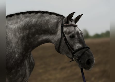 Hannoveraner, Wallach, 4 Jahre, 170 cm, Schimmel