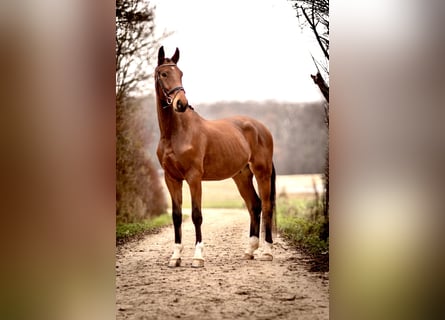 Hannoveraner, Wallach, 4 Jahre, 171 cm, Brauner