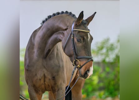 Hannoveraner, Wallach, 4 Jahre, 171 cm, Dunkelbrauner