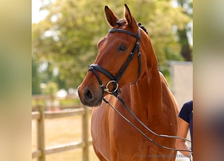 Hannoveraner, Wallach, 4 Jahre, 171 cm, Dunkelbrauner