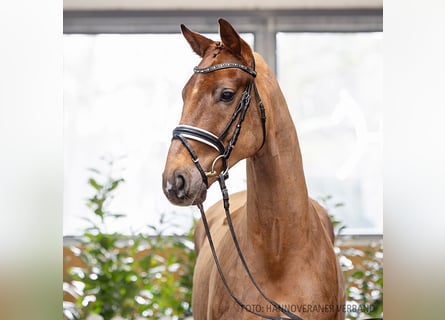 Hannoveraner, Wallach, 4 Jahre, 171 cm, Dunkelfuchs