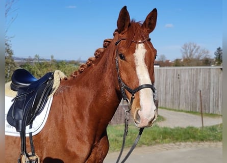 Hannoveraner, Wallach, 4 Jahre, 171 cm, Fuchs