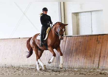 Hannoveraner, Wallach, 4 Jahre, 171 cm, Fuchs