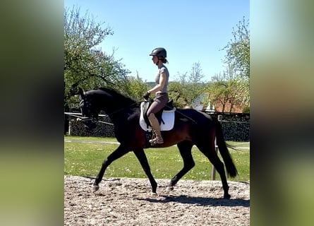 Hannoveraner, Wallach, 4 Jahre, 171 cm, Rappe