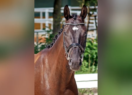 Hannoveraner, Wallach, 4 Jahre, 171 cm, Rappe