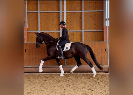 Hannoveraner, Wallach, 4 Jahre, 171 cm, Rappe