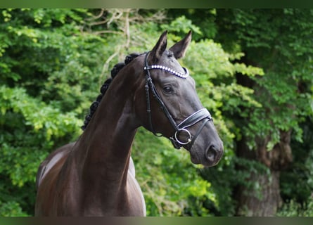 Hannoveraner, Wallach, 4 Jahre, 171 cm, Rappe