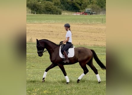 Hannoveraner, Wallach, 4 Jahre, 171 cm, Rappe