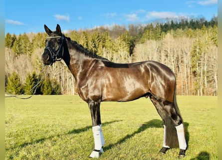 Hannoveraner, Wallach, 4 Jahre, 171 cm, Rappe