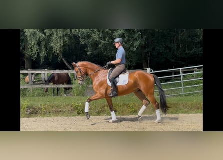 Hannoveraner, Wallach, 4 Jahre, 172 cm, Brauner