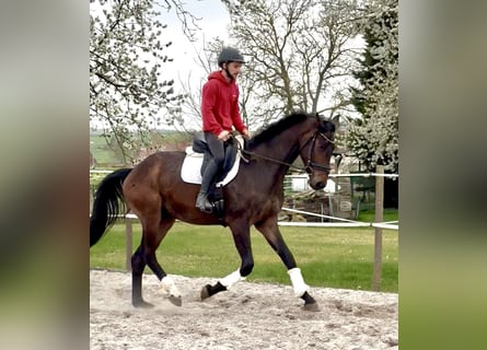 Hannoveraner, Wallach, 4 Jahre, 172 cm, Brauner